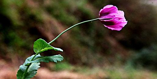 轻肉鸽科幻射击游戏《轮回的瓦尔基里》现已在Steam平台推出试玩版